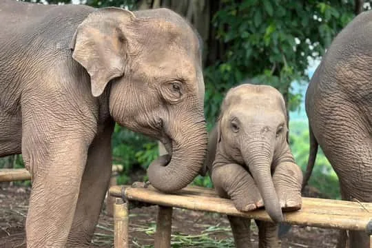 Elephant Sanctuary Thailand